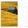 Barn and Golden Wheat Field by Anonymous