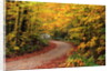Road Through Forest by Anonymous