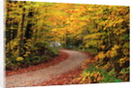Road Through Forest by Anonymous