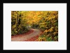 Road Through Forest by Anonymous