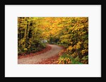 Road Through Forest by Anonymous