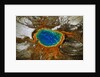 Grand Prismatic Hot Spring by Anonymous