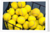 Tennis Balls in Basket by Anonymous