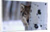 Gray Wolf Behind Aspen by Anonymous