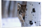 Gray Wolf Behind Aspen by Corbis