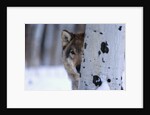 Gray Wolf Behind Aspen by Anonymous