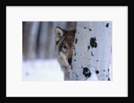 Gray Wolf Behind Aspen by Corbis