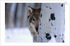 Gray Wolf Behind Aspen by Corbis