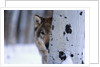 Gray Wolf Behind Aspen by Corbis