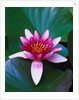 Red Water Lily by Anonymous