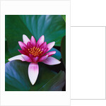 Red Water Lily by Anonymous