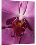 Purple Moth Orchid by Anonymous
