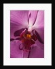 Purple Moth Orchid by Anonymous