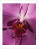 Purple Moth Orchid by Anonymous