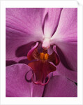 Purple Moth Orchid by Anonymous