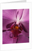 Purple Moth Orchid by Anonymous