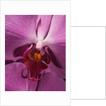 Purple Moth Orchid by Anonymous