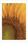 Sunflower by Anonymous