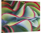 Red-Tipped Leaves of Kalanchoe by Anonymous