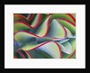 Red-Tipped Leaves of Kalanchoe by Anonymous