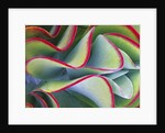 Red-Tipped Leaves of Kalanchoe by Anonymous