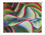 Red-Tipped Leaves of Kalanchoe by Anonymous