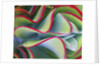 Red-Tipped Leaves of Kalanchoe by Anonymous