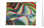 Red-Tipped Leaves of Kalanchoe by Anonymous