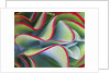 Red-Tipped Leaves of Kalanchoe by Anonymous