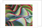 Red-Tipped Leaves of Kalanchoe by Anonymous