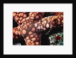 Sea Star by Anonymous