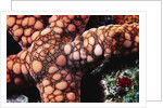 Sea Star by Anonymous