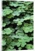 Redwood Sorrel by Anonymous