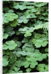 Redwood Sorrel by Anonymous