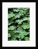 Redwood Sorrel by Anonymous