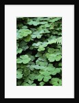 Redwood Sorrel by Anonymous