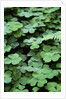 Redwood Sorrel by Anonymous
