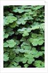 Redwood Sorrel by Anonymous