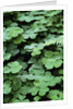Redwood Sorrel by Anonymous