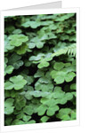 Redwood Sorrel by Anonymous