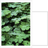 Redwood Sorrel by Anonymous