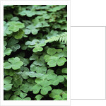 Redwood Sorrel by Anonymous