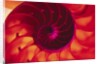 Cross Section of Chambered Nautilus Shell by Anonymous