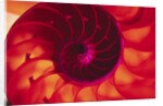 Cross Section of Chambered Nautilus Shell by Anonymous