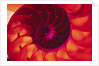 Cross Section of Chambered Nautilus Shell by Anonymous