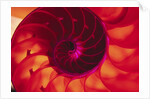 Cross Section of Chambered Nautilus Shell by Anonymous