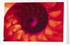 Cross Section of Chambered Nautilus Shell by Anonymous