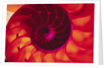 Cross Section of Chambered Nautilus Shell by Anonymous