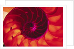 Cross Section of Chambered Nautilus Shell by Anonymous