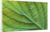 Veins of a Flowering Dogwood Leaf by Anonymous